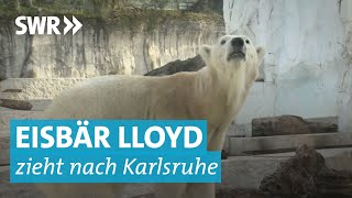 Eisbär Lloyd zieht in Karlsruher Zoo ein [upl. by Annahsor233]