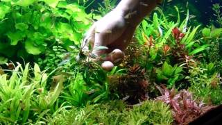 Cryptocoryne parva [upl. by Frechette]