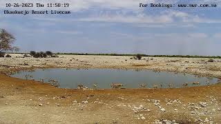 Okaukuejo Resort Wildlife Waterhole Live camera stream in the Etosha National Park in Namibia [upl. by Materse736]