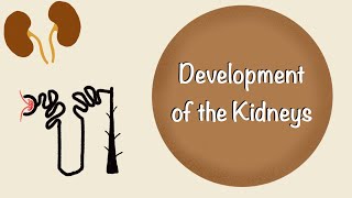 Development of the Kidneys  Renal Embryology  Development of the Urinary System  Embryology [upl. by Schwing]