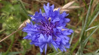 Centaurea cyanus Fiordaliso vero medicinal plant [upl. by Simmons441]