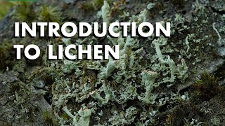 An Introduction to Lichen [upl. by Nitram]