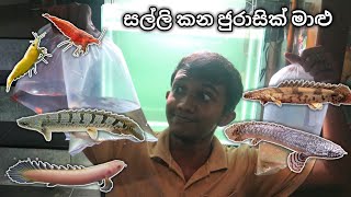 සල්ලි කන ජුරාසික් මාළු  My FAVORITE fish  Bichir Community [upl. by Namolos]