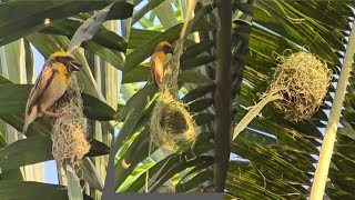 Baya weaver sounds  Baya weaver nest making  Baya weaver birds nest  Relaxing bird sounds [upl. by Nerradal]