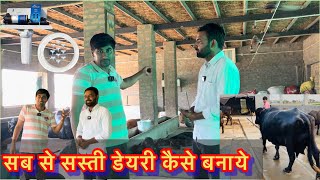 कम पैसें से टॉप का डायरी फ़ार्म कैसे तैयार करे जाने लाडो धाँसू भैंस के ऑनर Ramesh beniwal से [upl. by Tandie]