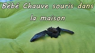 CHAUVE SOURIS dans une maison [upl. by Adiehsar]