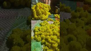 Flowers garland for ganesh mandap [upl. by Noseyt794]