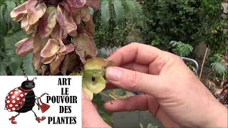 Tuto jardin Semis melianthus major Plante vivace [upl. by Murdock]