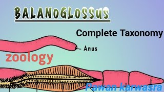 Balanoglossus BSc I MSc  hemi chorda complete Taxonomy [upl. by Aliakim339]