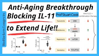 Revolutionary AntiAging Breakthrough Blocking IL11 to Extend Life [upl. by Ainoek]