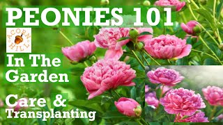 PLANTING PEONIES in the Garden Peonies in the Landscape Acorn Hill Peony Basics [upl. by Boelter867]