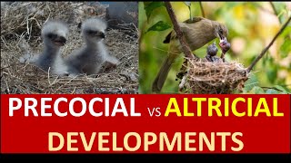 reproduction PRECOCIAL VS ALTRICIAL DEVELOPMENTS  GRADE 12 LIFE SCIENCES THUNDEREDUC BY MSAIDI [upl. by Deevan]