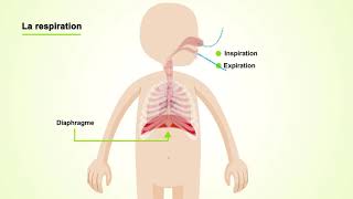 La respiration chez lHomme  Exercices corrigés  3AC [upl. by Kirstyn760]