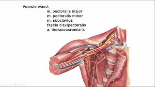 oksel regionale anatomie [upl. by Themis189]