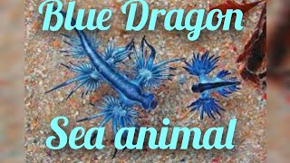 Blue Dragon sea animal pukhtanaRelaxingworldsurvivingvlogs facts factsminetop10hindifishs [upl. by Cerys]