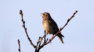 Singing Woodlark 2022 [upl. by Ahsym578]