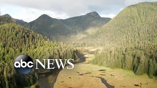 Tug of war over Alaskas Tongass National Forest called the lungs of America [upl. by Phillipe904]