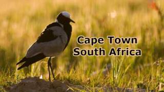 Blacksmith Lapwing Plover  Vanellus armatus  Fish Hoek [upl. by Illek421]