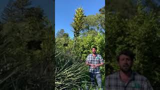 Garden Highlight  Puya chilensis [upl. by Ayahsey]