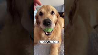 This Dog Barked at the Owner Which Breaks His Heart animalshorts cute [upl. by Flanna]