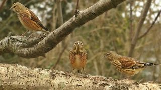 Linnet Birds  Video Bird Song and Sounds [upl. by Naol]