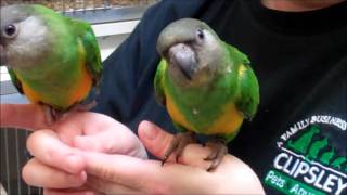 Senegal Parrots for Sale  Clipsley Pets amp Aquatics [upl. by Ierdna590]