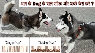 Dogs Hair Fall 😳🤔 HUSKY COAT DIFFERENCE 🪒 [upl. by Orvan]