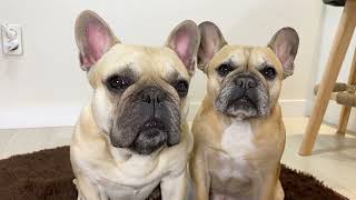 15 Sounds French Bulldogs Make In Under 5 Minutes TOO FUNNY [upl. by Erotavlas710]