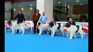 Exposición Canina Talavera 2013 Mastín Pirineo [upl. by Brigitta]