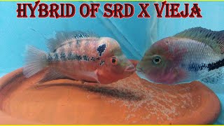 Hybrid of SRD Flowerhorn x Vieja SynspilumRedhead Cichlid [upl. by Henn]