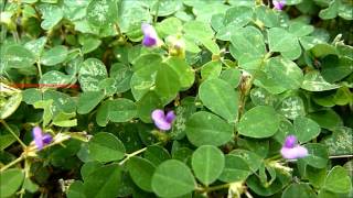 Medicinal Plant  Desmodium triflorum Linn  Creeping Tick Trefoil  നിലംപരണ്ട [upl. by Karp]