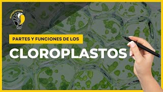 CLOROPLASTOS  Partes y funciones 🤩 [upl. by Alberto316]