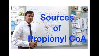 Propionyl CoA Sources [upl. by Aenej285]