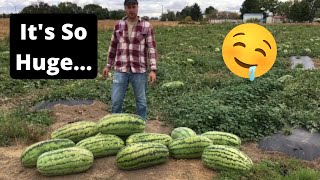 Massive 55 Pound Watermelon Goes VIRAL [upl. by Ativahs]