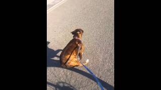 Boxer dog pulling bike [upl. by Gnaht21]