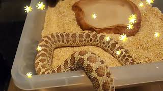 FEEDING HOGNOSE COLLECTION  BIG NEWS [upl. by Yttisahc89]