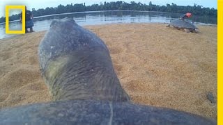 POV Ride on the Back of a Giant River Turtle  National Geographic [upl. by Furiya]