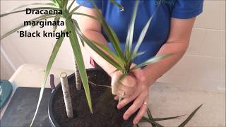 How to Prune amp Propagate your Draceana plants [upl. by Annauj]