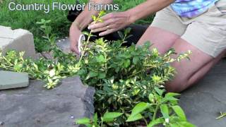 How to Prune Euonymus Moonshadow [upl. by Ehman55]