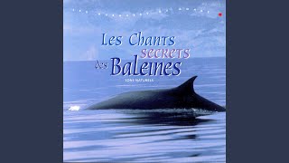 Chants Des Baleines [upl. by Seen933]