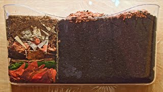 Red Wiggler Worms Horizontal Migration TimeLapse Days 035 FULL  vermicomposting [upl. by Portwine302]