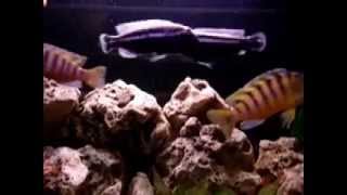 Malawi Cichlid Aggression [upl. by Airdnekal351]