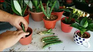 How To Propagate Sansevieria Cylindrica Snake Plant by Rhizome Separation amp Cutting In Soil [upl. by Infeld]