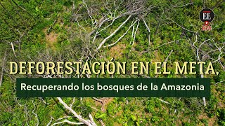 Deforestación en el Meta la lucha por salvar los bosques amazónicos  El Espectador [upl. by Leahey]