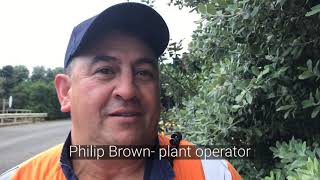 Spectacular yellow pohutukawa trees flower at Māngere Wastewater Treatment Plant [upl. by Gereron]