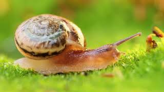 Phylum Mollusca Part 2 Class Gastropoda Slugs and Snails [upl. by Bennett607]