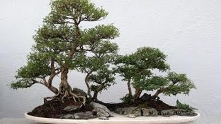 Serissa Bonsai Trees [upl. by Aurie]