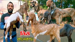 ✅✅🐐🐐একদরে খামার উপযোগী ছাগল কিনুন সজল ভাইএর কাছথেকে  বানিজ্যিক ছাগলের খামার নাটোর ✅✅🐐🐐 [upl. by Oruam383]