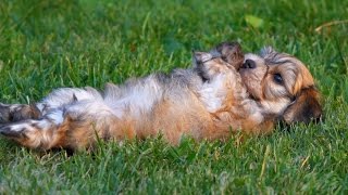 Bichon Havanese puppies [upl. by Reade]