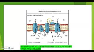 Fosforilación oxidativa [upl. by Aicen]
